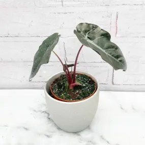 15 - 20cm Alocasia Chantrieri Elephant Ear House Plant 10cm Pot