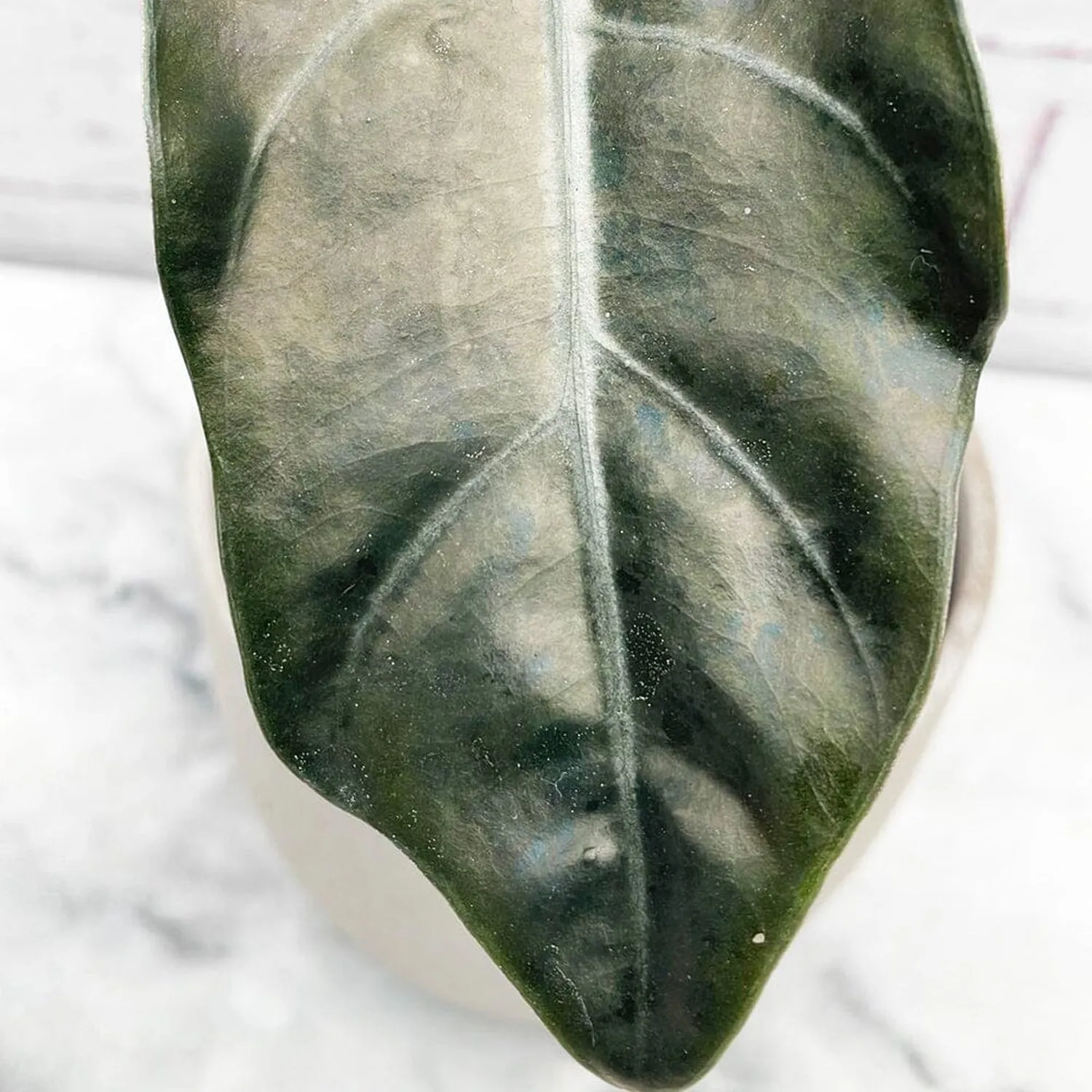 15 - 20cm Alocasia Chantrieri Elephant Ear House Plant 10cm Pot