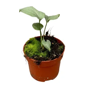 15 cm  Amydrium Medium Silver House Plant 10,5 cm Pot