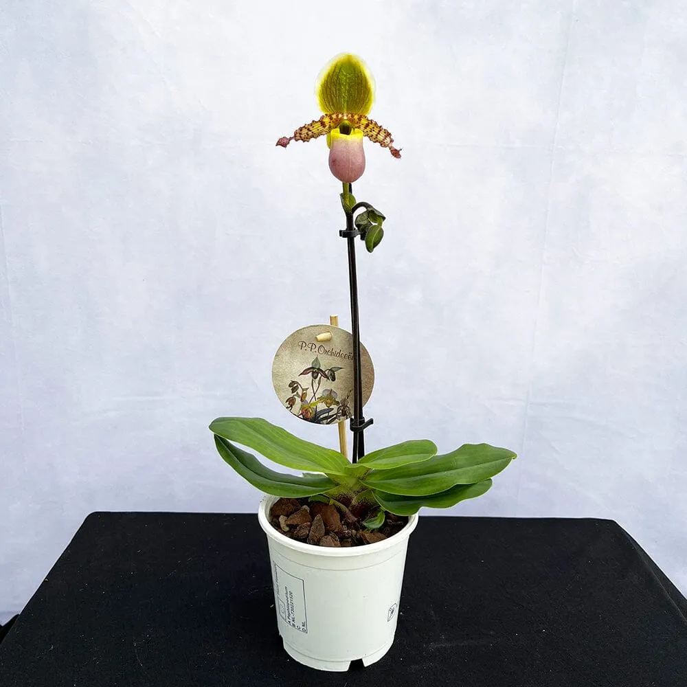 20 - 30cm Paphiopedilum Pinocchio Hybrid Orchid 12cm Pot House Plant