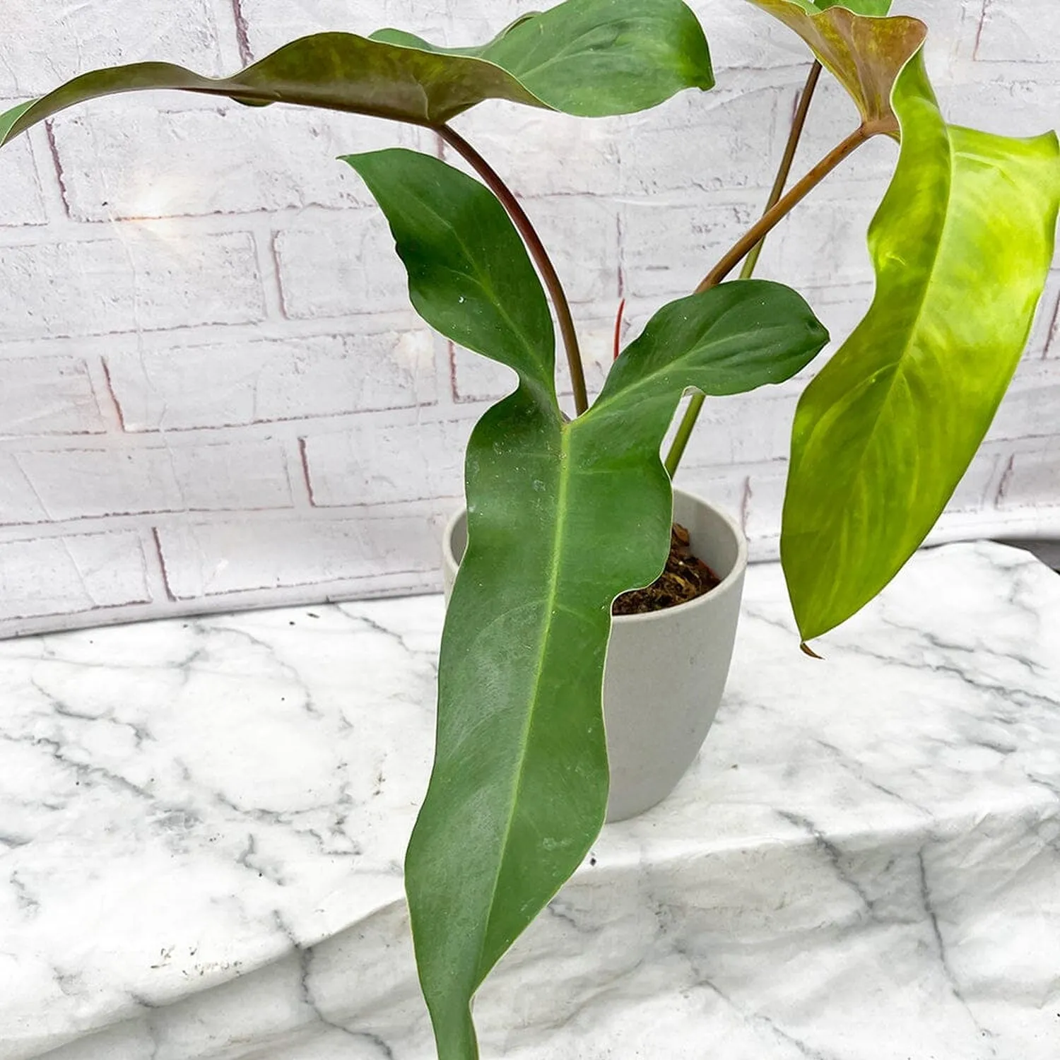 20 - 30cm Philodendron Mexicanum 17cm Pot House Plant