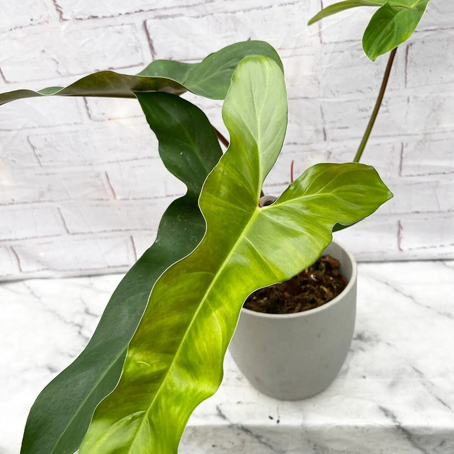 20 - 30cm Philodendron Mexicanum 17cm Pot House Plant