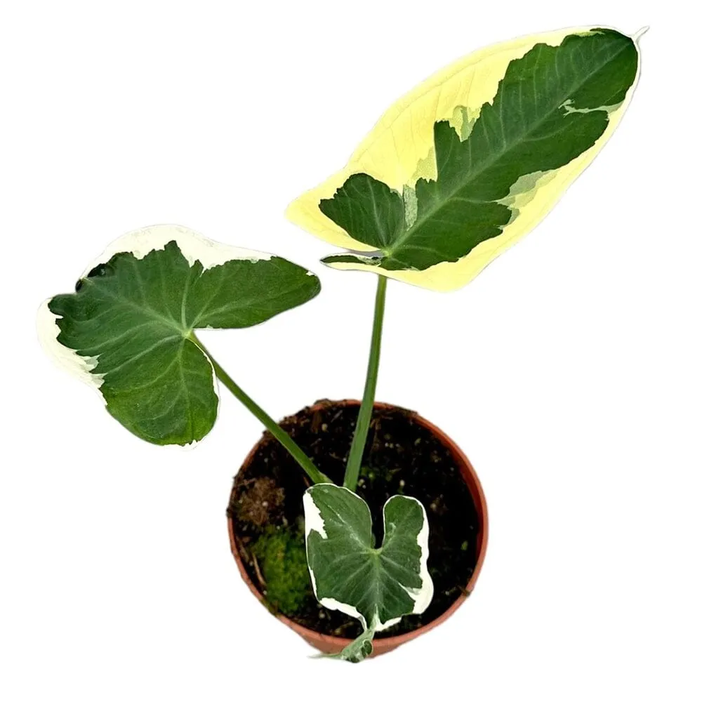 25 cm  Alocasia Mickey Mouse House Plant 14 cm Pot