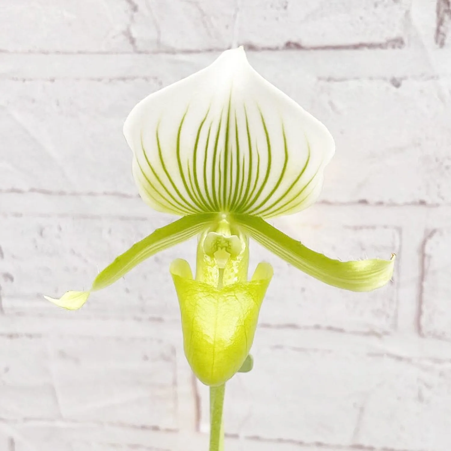 30- 40cm Paphiopedilum × Maudiae 'Femma' Orchid 9cm Pot House Plant