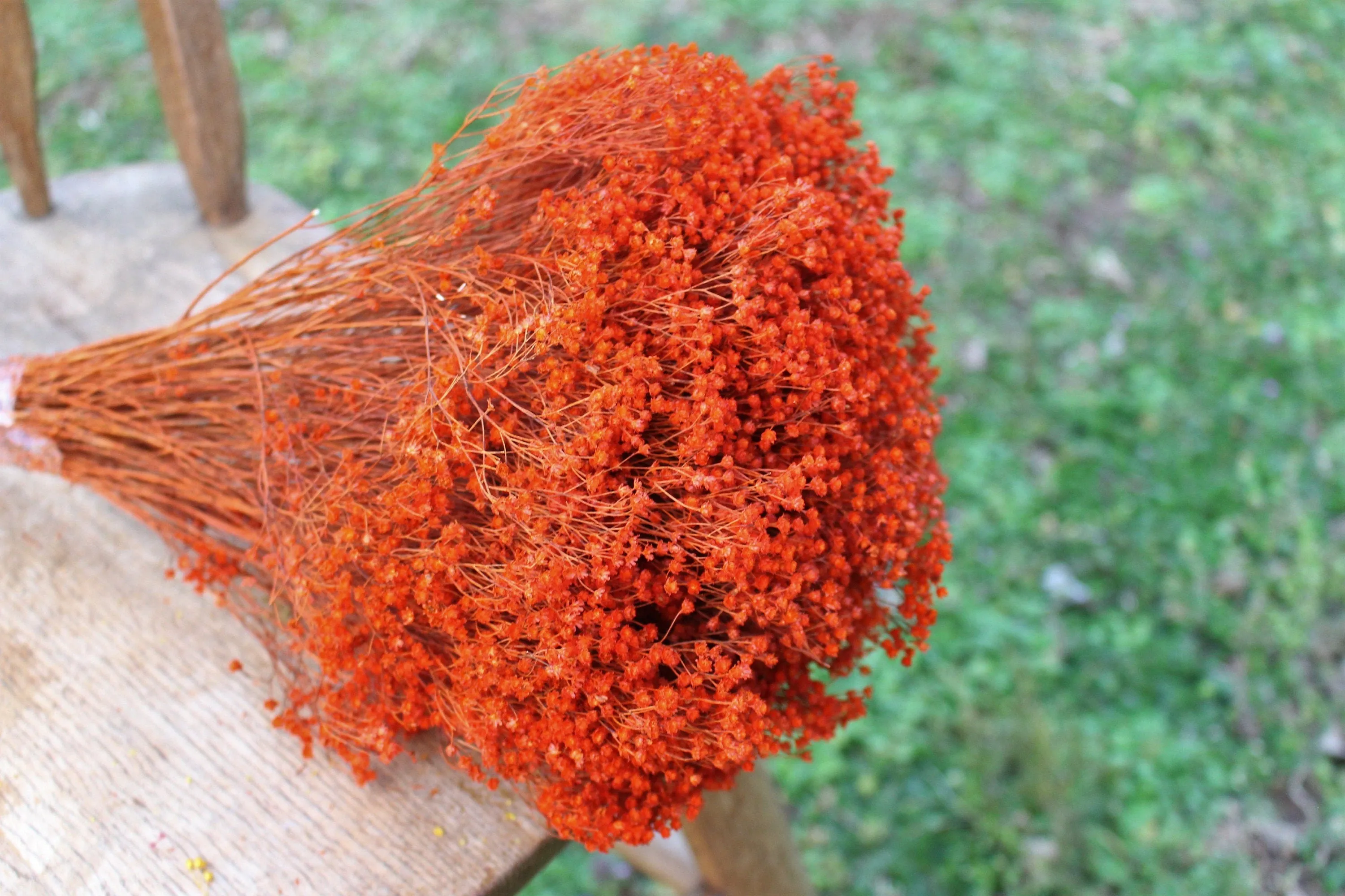 Deep Orange Broom Bloom Filler/ Bouquet Filler