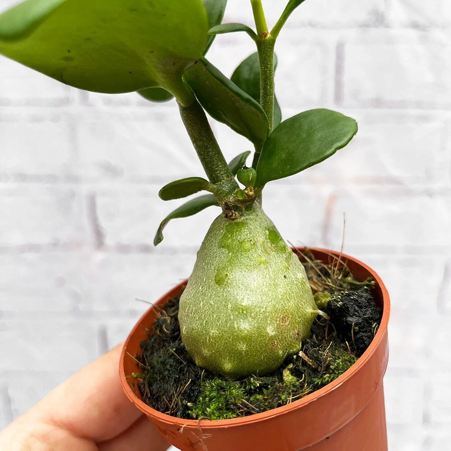 Hydnophytum Papuanum Ant Plant House Plant 7cm Pot