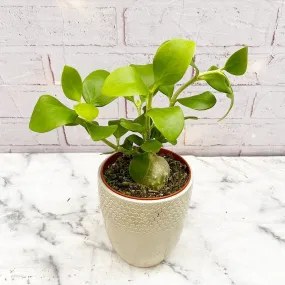 Hydnophytum Papuanum Ant Plant House Plant 7cm Pot