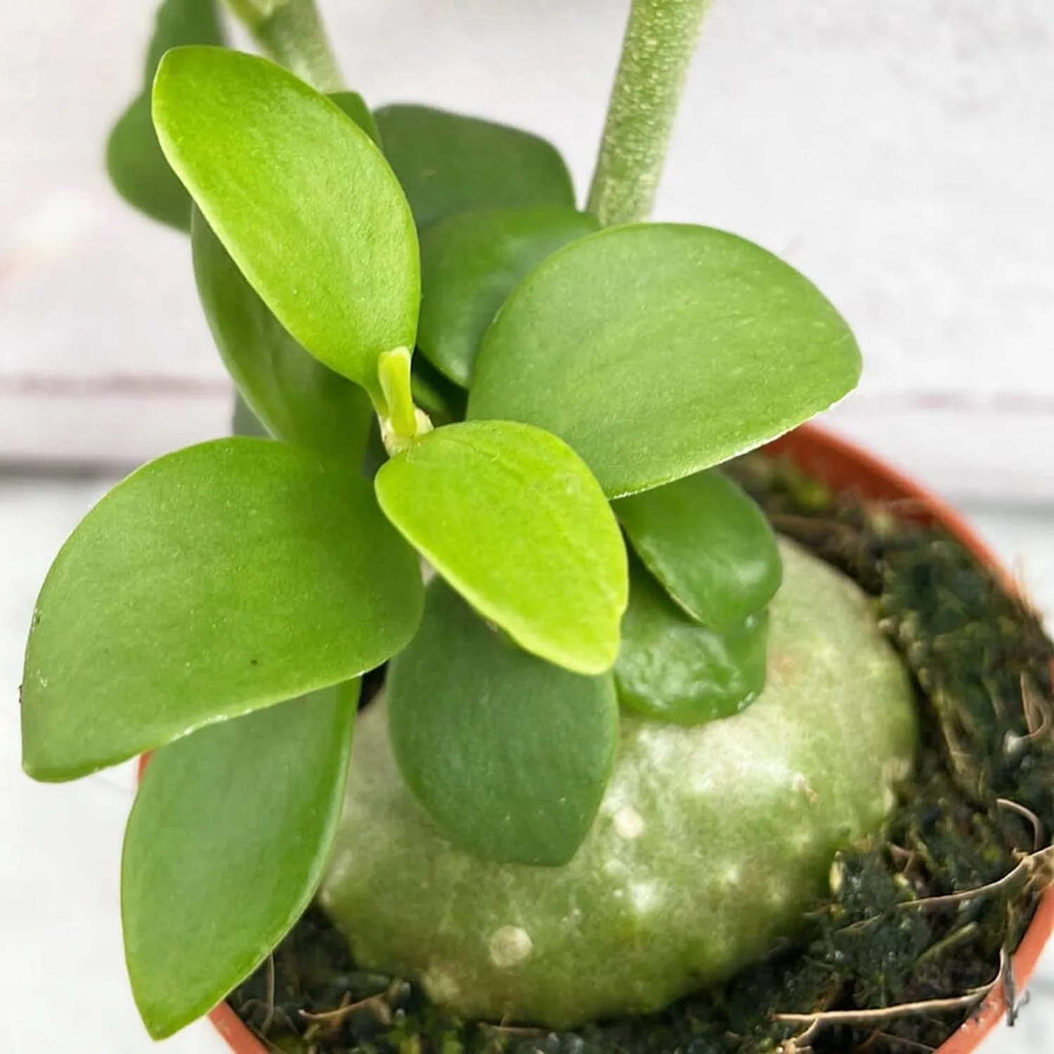 Hydnophytum Papuanum Ant Plant House Plant 7cm Pot