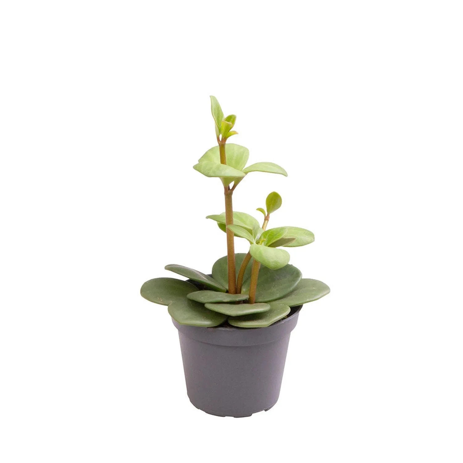 Peperomia Hope Radiator House Plant 6cm Pot