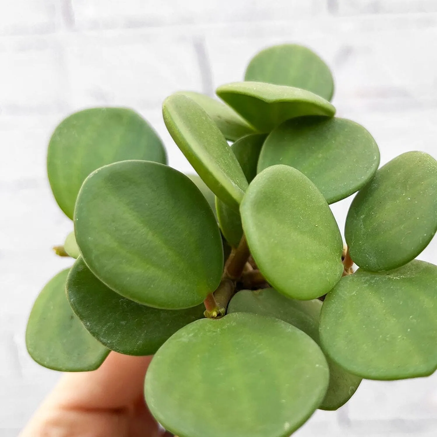 Peperomia Hope Radiator House Plant 6cm Pot