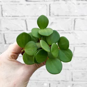 Peperomia Hope Radiator House Plant 6cm Pot